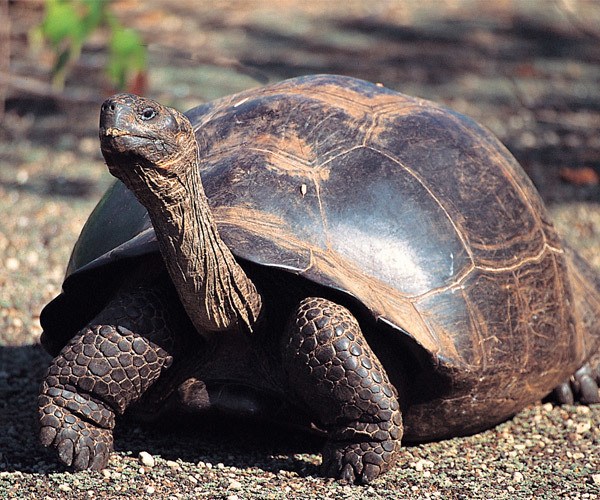 Giant Tortoise Galapagos