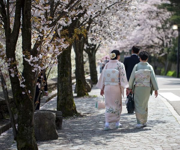 Guide to seeing the cherry blossom in Japan