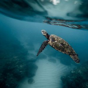 5 best snorkeling sites in Galapagos