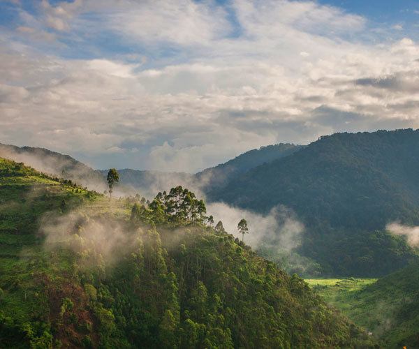 Bwindi Impenetrable Forest Uganda