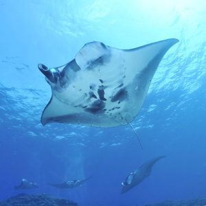 5 of the greatest manta ray diving sites in the Americas