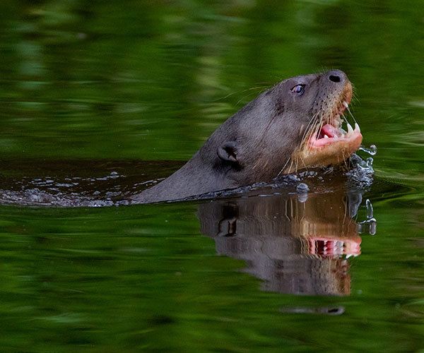 Giant-River-Otter