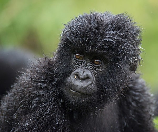 Wet baby gorilla with curly fur