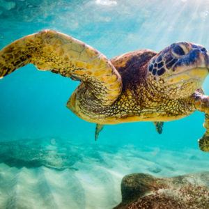 Top 6 places to swim with sea turtles