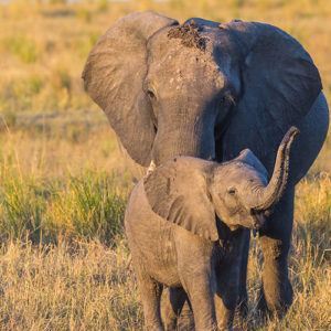 Mother and baby african elephant in Botswana