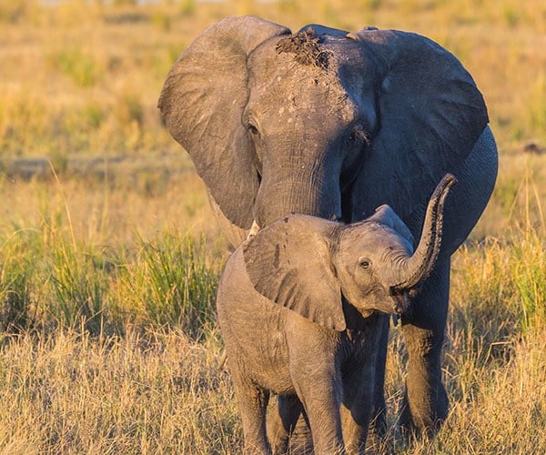 Mother and baby african elephant in Botswana