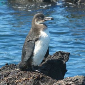 9 places to swim with penguins in Galapagos