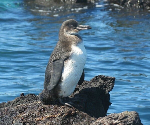 9 places to swim with penguins in Galapagos