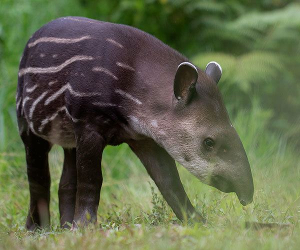 South-American-Tapir