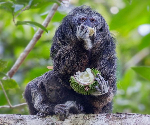 The-Saki-Monkey