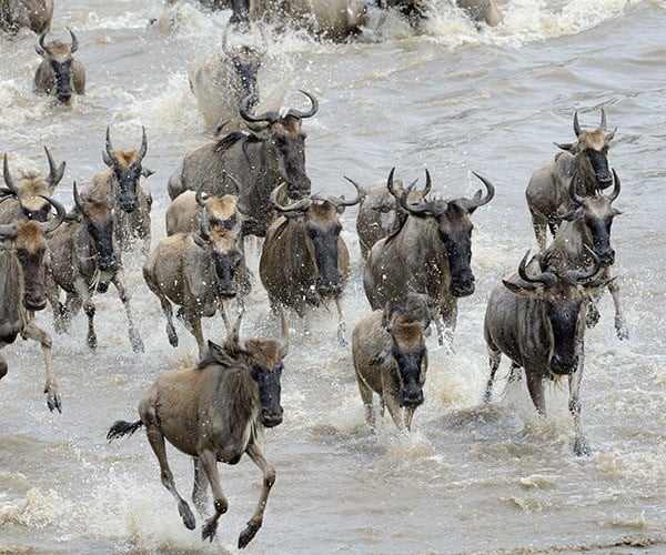 Wildebeest migration river crossing in Tanzania