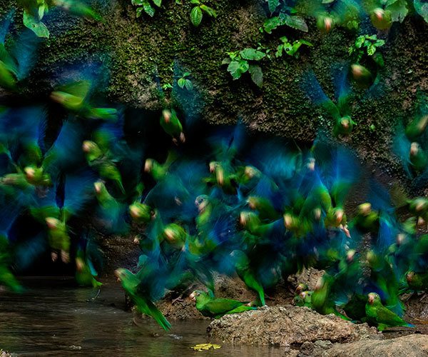Amazon-Rainforest-Ecuador