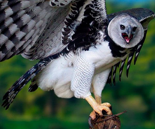 Harpy-Eagle