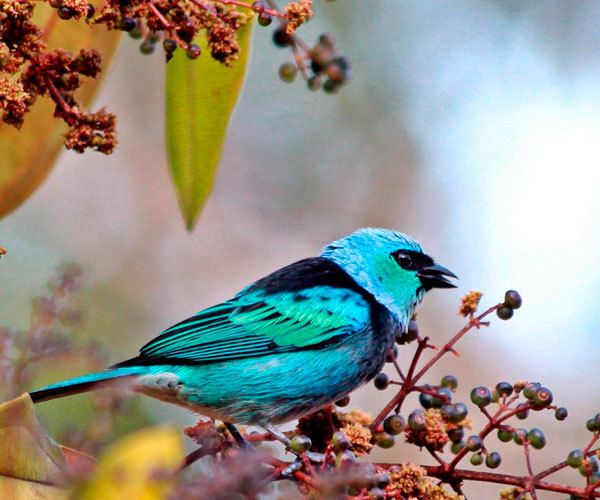 Masked-Tanager