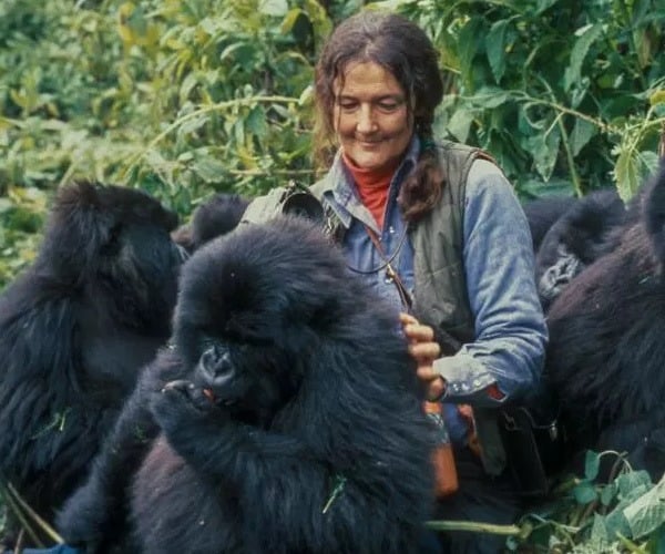 Why is Dian Fossey a key icon for gorilla tourism and conservation?