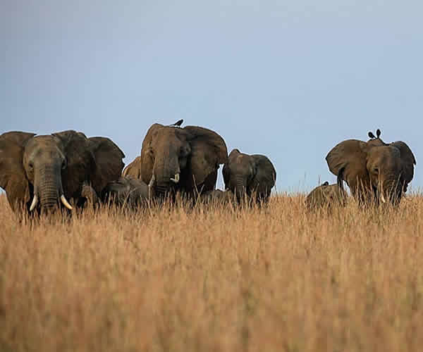 elephants in Kidepo national park