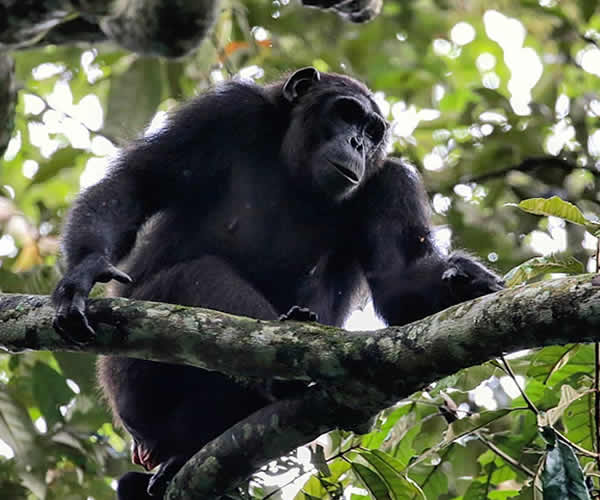 chimpanzee tracking in Kibale national park