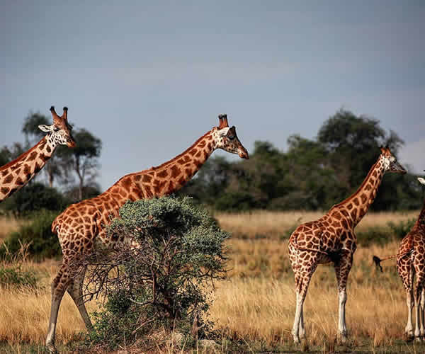 giraffe in Murchison falls national park