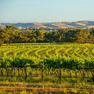 Top 5 places to visit in the Barossa Valley