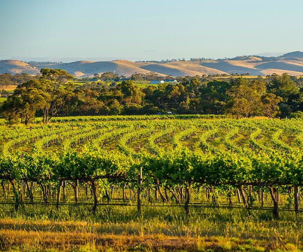 Top 5 places to visit in the Barossa Valley