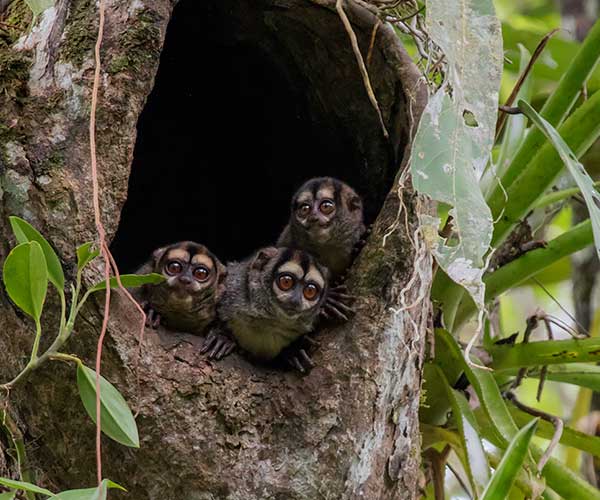 amazon-wildlife-tours