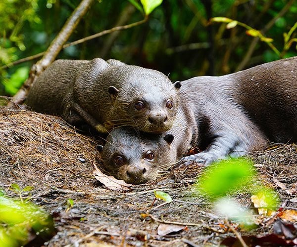 The Revitalization Of Giant Otters In Ecuador A Luxury Travel Blog A Luxury Travel Blog