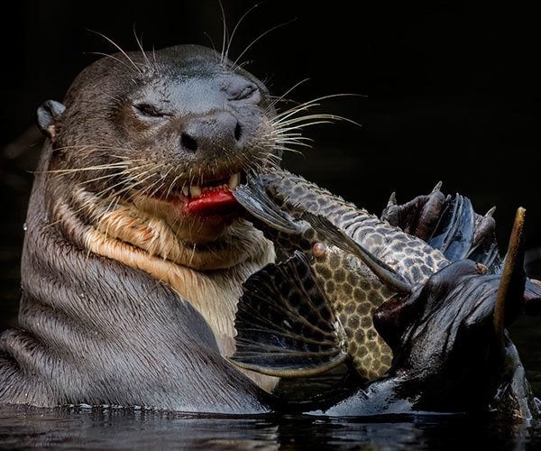 The Revitalization Of Giant Otters In Ecuador A Luxury Travel Blog A Luxury Travel Blog