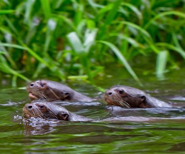 Giant-Otters-family-group