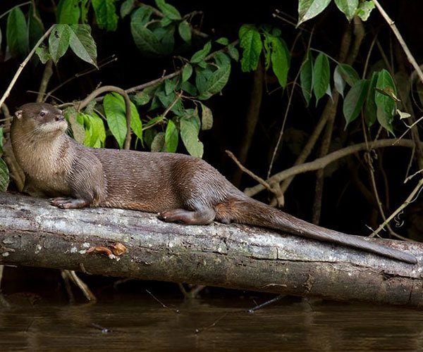 The Revitalization Of Giant Otters In Ecuador A Luxury Travel Blog A Luxury Travel Blog