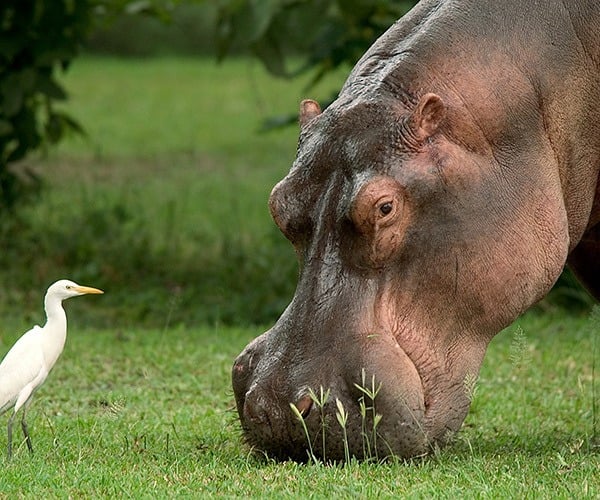 Top 7 places in Africa to see the Big Grey Giants – elephants, rhinos and hippos