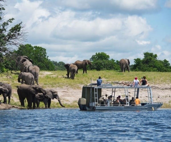 Game Viewing On Chobe River From Zambezi Queen