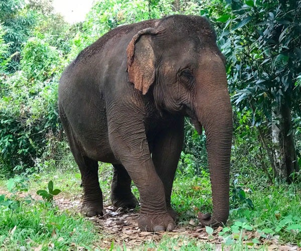 Ethical elephant tourism in Cambodia