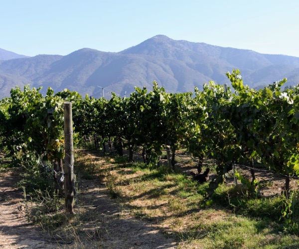 Top Attractions in Chile for Indian Tourists to Experience - Wine Tasting in Chilean Vineyards
