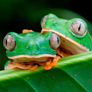 couple-of-amazonian-frogs