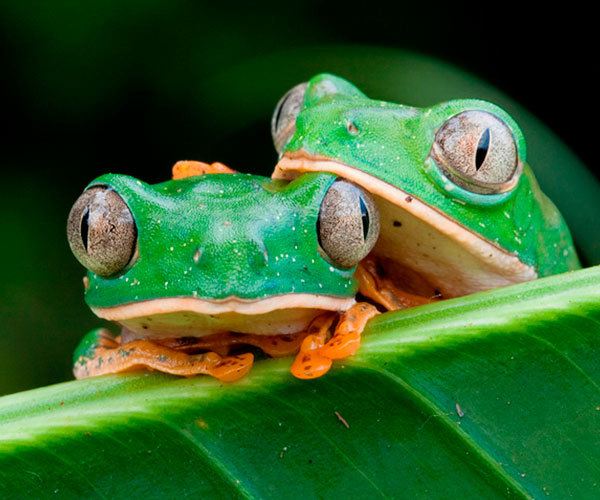 couple-of-amazonian-frogs