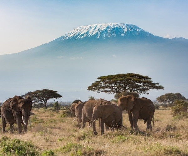 Elephants In Amboseli