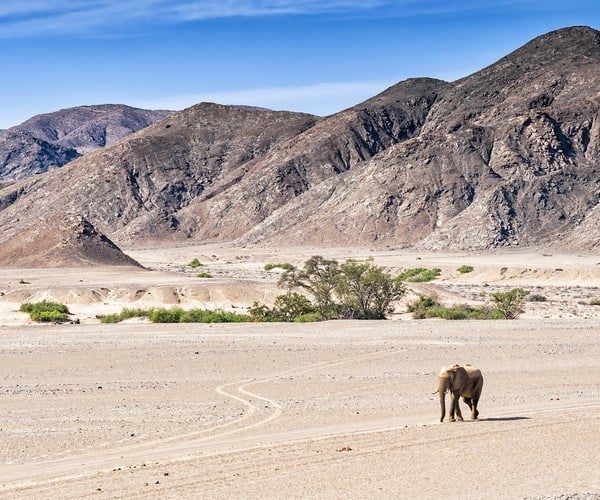 Desert elephants at the dried up Hoanib river