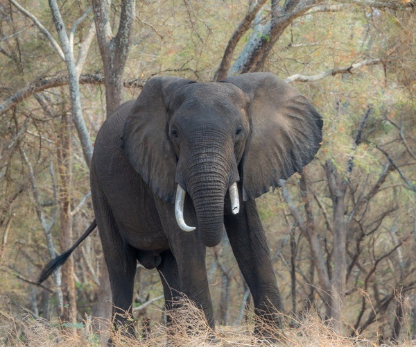 Lower Zambezi Elephant