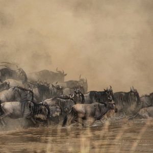 Photograph of the week: Wildebeest migration river crossing in the Masai Mara
