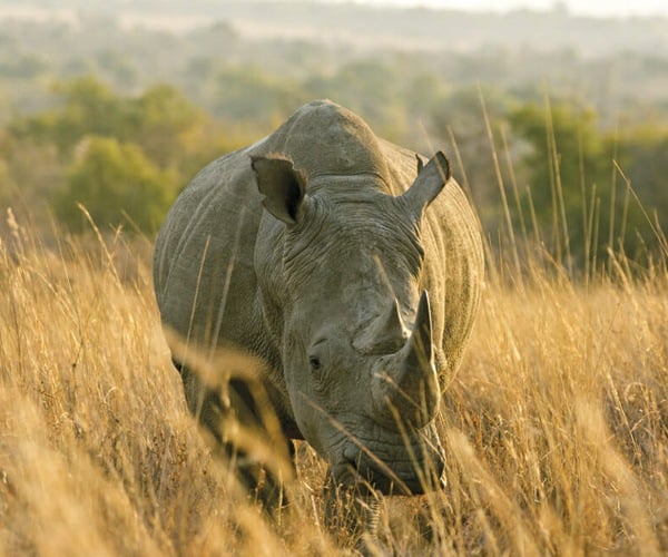 Volunteer with Rhinos at Imire