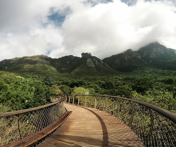 Kirstenbosch Canopy Walkway