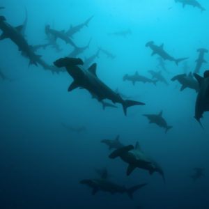 Top 5 dive sites in Galapagos for adventure seekers