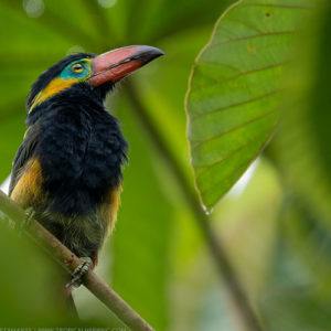 amazon-birding-tours