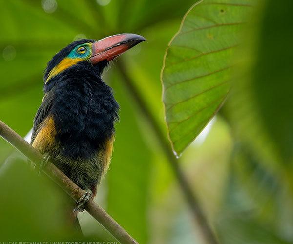 amazon-birding-tours