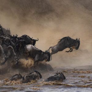 Everything you need to know about the Serengeti Great Wildebeest Migration