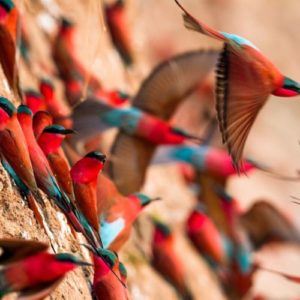 Carmine Bee-Eaters, South Luangwa, Time+Tide