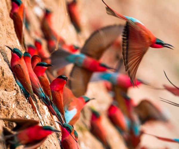 Carmine Bee-Eaters, South Luangwa, Time+Tide