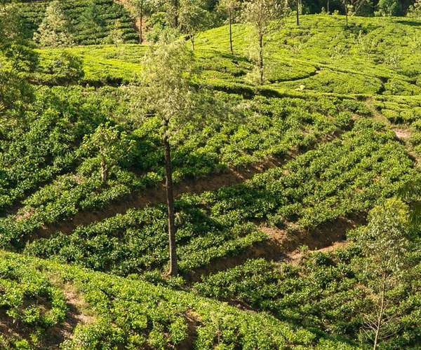 tea plantation Sri Lanka