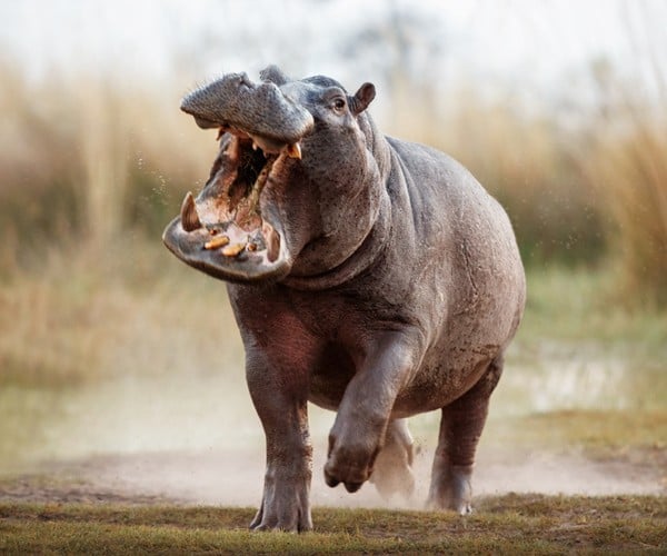 Escaping the crowds on a Tanzanian safari