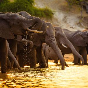 Top 5 honeymoon lodges in Botswana